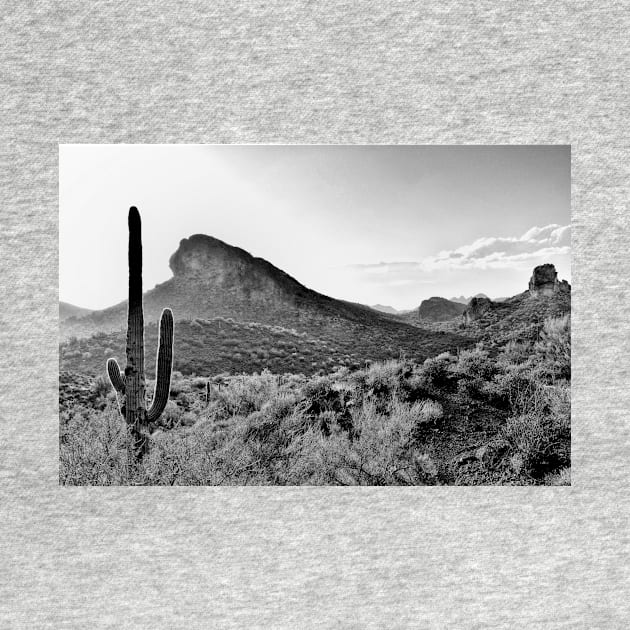 Cactus In The Sun In Black And White by JimDeFazioPhotography